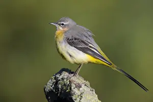 Grey Wagtail Bird Drucke: Grey Wagtail