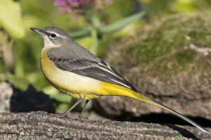 Grey Wagtail Bird Drucke: Grey Wagtail