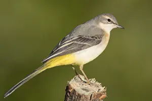 Grey Wagtail Bird Drucke: Grey Wagtail