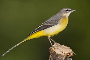 Grey Wagtail Bird Drucke: Grey Wagtail