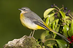 Grey Wagtail Bird Drucke: Grey Wagtail