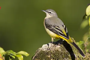 Grey Wagtail Bird Drucke: Grey Wagtail