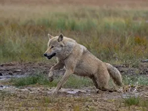 Canis Lupus Species Drucke: Grey Wolf, Canis lupus