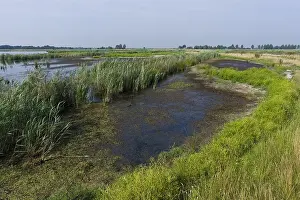Europe Summer Landscapes Drucke: Groene Jonker