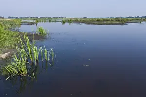 Europe Summer Landscapes Drucke: Groene Jonker