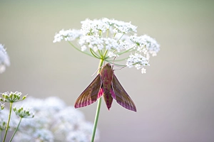 Bilder Datiert 17. Juni 2021: Großes Abendrot, Elephanten-Spinner, Deilephila elpenor.