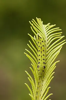 Großes Abendrot, Elefanten-Spinnerraupenmotte, Deilephila elpenor.