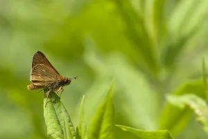 Ochlodes Sylvanus Drucke: Groot dikkopje, Large Skipper, Ochlodes sylvanus