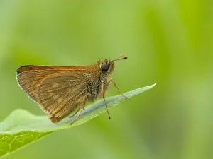 Ochlodes Sylvanus Drucke: Groot dikkopje, Large Skipper, Ochlodes sylvanus