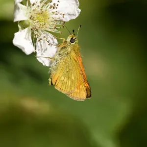 Ochlodes Sylvanus Drucke: Groot dikkopje, Large Skipper, Ochlodes sylvanus