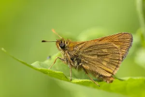 Ochlodes Sylvanus Drucke: Groot dikkopje, Large Skipper, Ochlodes sylvanus