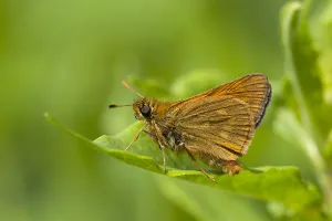 Ochlodes Sylvanus Drucke: Groot dikkopje, Large Skipper, Ochlodes sylvanus