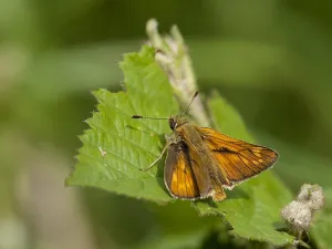 Ochlodes Sylvanus Drucke: Groot dikkopje, Large Skipper, Ochlodes sylvanus