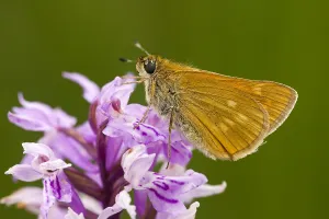 Rostfarbiger Dickkopffalter Drucke: Groot dikkopje, Large Skipper, Ochlodes sylvanus