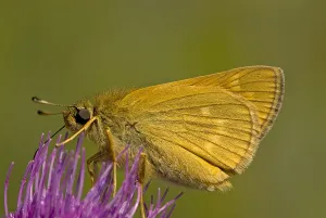 Ochlodes Sylvanus Drucke: Groot dikkopje, Large Skipper, Ochlodes sylvanus