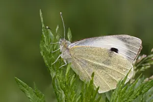 Large White Butterfly Drucke: Groot Koolwitje, Large White