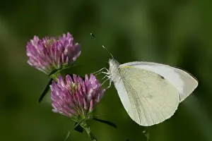 Large White Butterfly Drucke: Groot Koolwitje, Large White