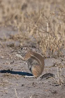 Botswana Wildlife Photography Drucke: A ground squirrel, Paraxerus cepapi