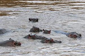 Eine Gruppe von Nilperten, Hippopotamus amphibius.