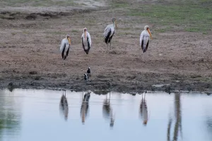 Okavango Delta Birds Drucke: A group of yellow-billed storks