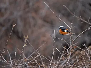 China Bird Species Drucke: Guldenstadt's Redstart