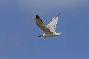 African Wildlife Animals Drucke: Gull-billed Tern in flight