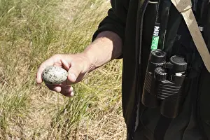Northern Lapwing Habitat Drucke: Gull egg