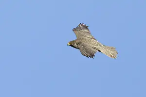 Raptor Species Drucke: Gyrfalcon, Falco rusticolus