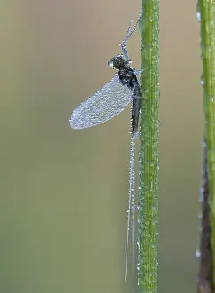 August Drucke: Haft, Eintagsfliege, Ephemeroptera