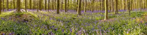 Hallerbos Bluebells Drucke: Hallerbos