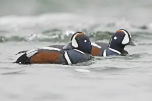 Wild Ducks Drucke: Harlequin Duck
