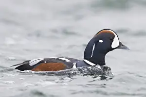 Wild Waterfowl Drucke: Harlequin Duck
