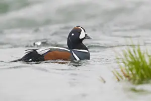 Waterfowl Species Drucke: Harlequin Duck