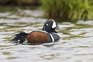 Wild Ducks Drucke: Harlequin Duck