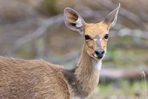 Close Up Animal Pictures Drucke: Harnessed Bushbuck, Tragelaphus scriptus