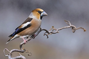 Habichtskrähe, Coccothraustes coccothraustes