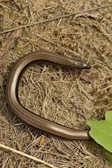 Anguis Fragilis Drucke: Hazelworm