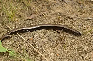 Anguis Fragilis Species Drucke: Hazelworm