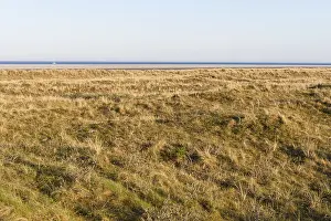 Marram Grass Europe Drucke: Helmgras, Marram Grass