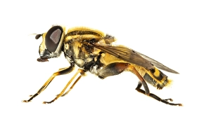 European Hoverfly Drucke: Helophilus pendulus