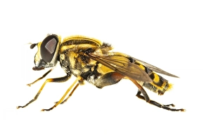 European Hoverfly Drucke: Helophilus pendulus