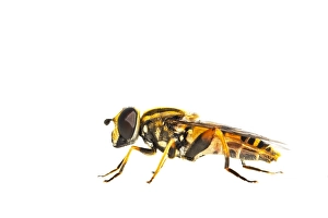 European Hoverfly Drucke: Helophilus pendulus