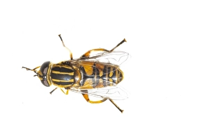European Hoverfly Drucke: Helophilus pendulus