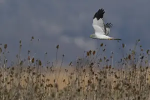 Hen Harrier Drucke: Hen Harrier