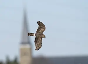 Hen Harrier Drucke: Hen Harrier;Circus cyaneus