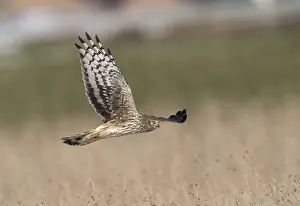 Avian Wildlife Photography Drucke: Hen Harrier;Circus cyaneus