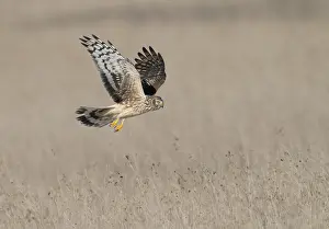 Raptor Bird Species Drucke: Hen Harrier;Circus cyaneus