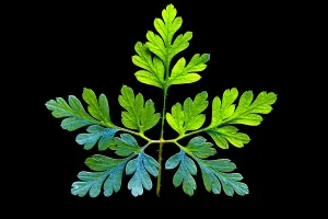 Geraniaceae Family Drucke: Herb Robert, Geranium robertianum