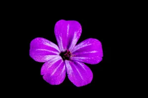 Dutch Garden Flowers Drucke: Herb Robert, Geranium robertianum