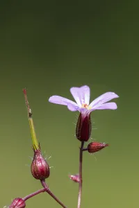 Spring Garden Blooms Drucke: Herb Robert, Geranium robertianum